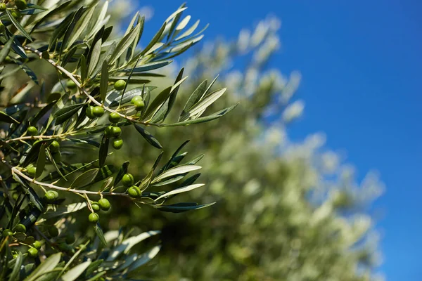 Zbliżenie gałązki oliwnej z liśćmi i zielonymi oliwkami. Drzewo oliwne blisko w Grecji, na Korfu. Śródziemnomorska roślina, czyste tło nieba. — Zdjęcie stockowe
