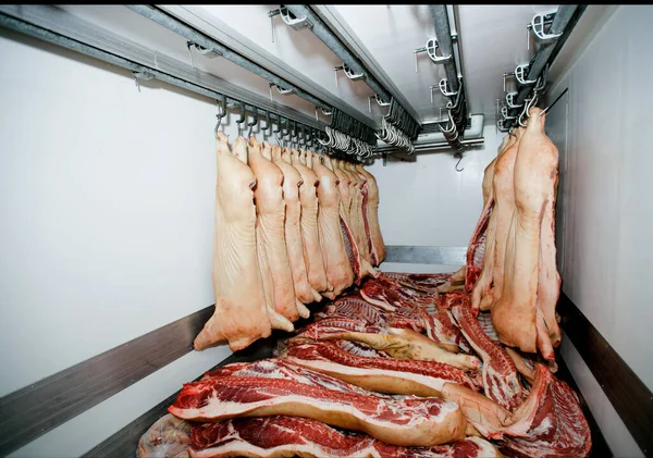 Μισά κομμάτια χοιρινού κρέατος φρέσκα κρεμασμένα και τοποθετημένα σε μια σειρά σε ένα μεγάλο ψυγείο στη βιομηχανία κρέατος ψυγείων. Οριζόντια προβολή. — Φωτογραφία Αρχείου
