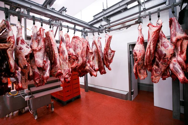 Vista de una media vaca trozos de fresco colgado y arreglado en una fila en una nevera grande en la fábrica de carne nevera. — Foto de Stock