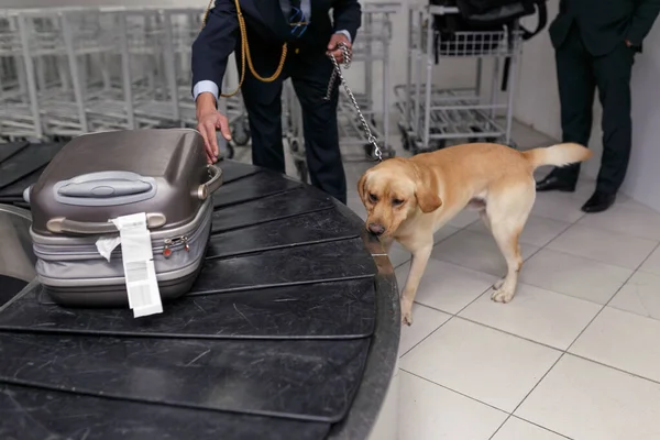 Frame image of a drug detection dog at the airport searching drugs in the luggages.