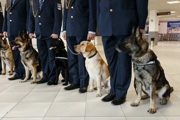 A group of dogs for detecting drugs at the airport standing near the customs officers.