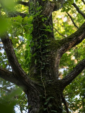 Güneşli bir günde vahşi sarmaşıklarla kaplı bir ağaç gövdesinin kesilmiş görüntüsü..