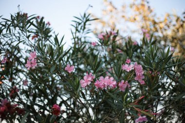 Çiçek açan pembe zakkum çiçekleri ya da bahçede neryum. Seçici odaklanma. Yaz mevsiminde çiçek açar.