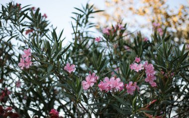 Şirin pembe zakkum çiçekleri ya da bahçedeki neryum. Seçici odaklanma. Yaz mevsiminde çiçek açar.