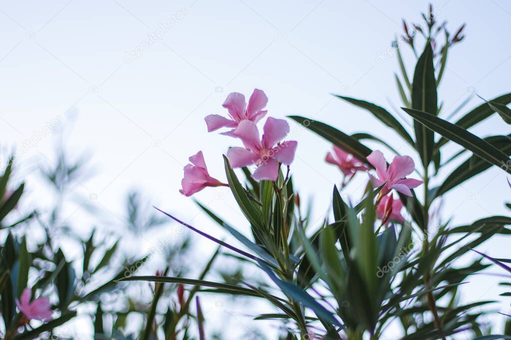 Blooming cute pink oleander flowers or nerium in garden. Blossom in summer time, sky background.