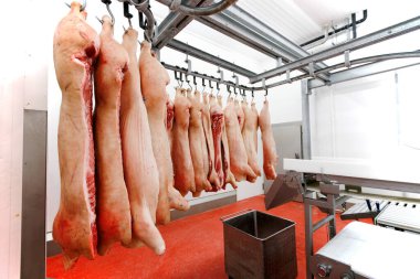 A much of chopped fresh raw pork meat hanging and arranged in row, in processing deposit in a refrigerator, in a meat factory. Horizontal view. clipart