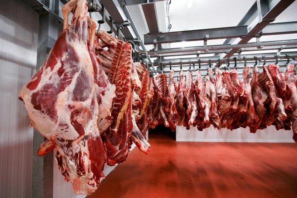 A group of chopped raw meat hanging and arrange and processing in a deposit in a storage, in a meat factory.