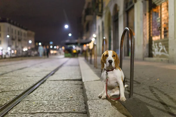 Dog Basset Ras Gebonden Buiten Alleen Straat Nachts — Stockfoto