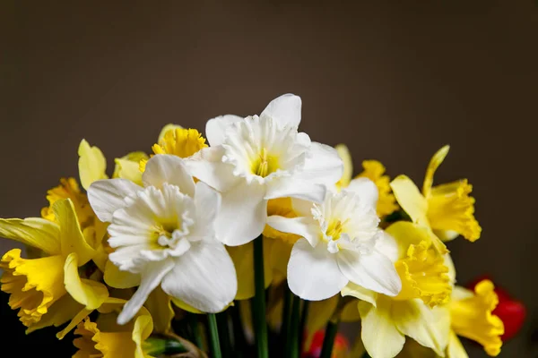 Buquê Imagem Close Narciso Branco Amarelo Flores Primavera Imagem Macro — Fotografia de Stock