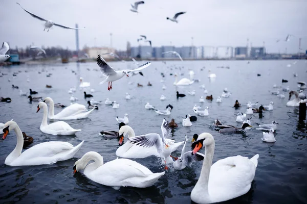 Image of a various bird species floats gracefully on the clear sea, along with the swan crab and the flying sailors on it. Horizontal view on the Odessa city background.