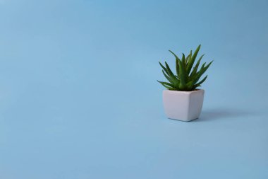 Mavi arka planda beyaz şakayık çiçeklerinden oluşan çiçek kompozisyonu. Düz yatış, üst görünüm