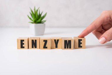 ENZYME kelime elle yapı taşları ile yapılır