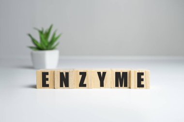Yapı blokları kavramına yazılmış ENZYME kelimesi