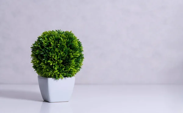 Seramik kaptaki yapay sulu bitki duvarın yanındaki tezgahta.