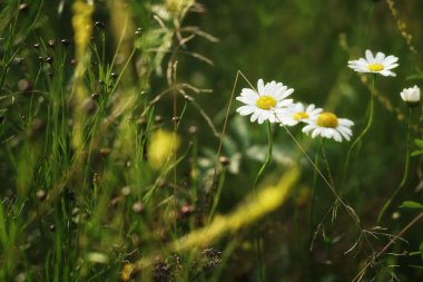 Çiçekli bir çayırda Temmuz, yeşillikler arasında yaz beyaz çiçekleri, bulanık arkaplan ve kopyalama alanı