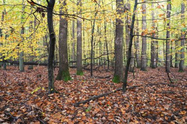 Ekim sabahı, ormanda sonbahar, kışı ve ölü ağacı bekleyen renkli yapraklar, düşmüş yapraklı manzara.