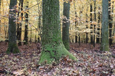 Ekim sabahı, ormanda sonbahar, ağaç gövdesinde mantar ve yosun, düşmüş yapraklı manzara.