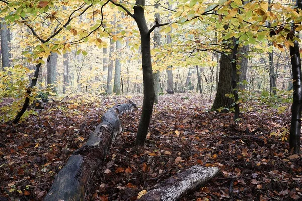 Outubro Manhã Outono Floresta Folhas Coloridas Espera Inverno Árvore Morta — Fotografia de Stock