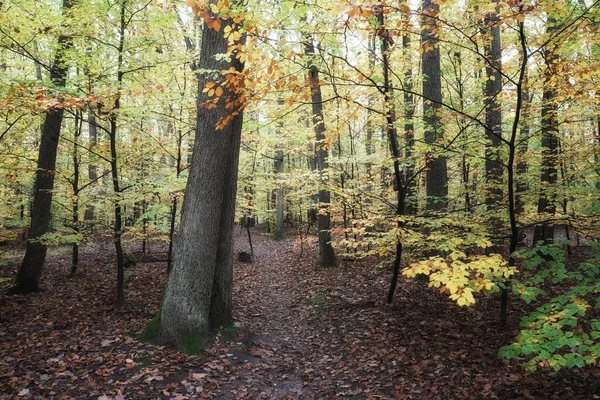 Outubro Manhã Outono Floresta Folhas Coloridas Esperando Pelo Inverno Paisagem — Fotografia de Stock