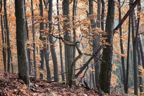 Ormanda sonbahar, Ekim sabahı yürüyüş, renkli yapraklar düşmeyi bekliyor.