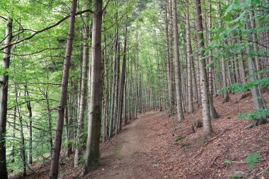 Gorce 'da yaz, yamaçta orman, ağaçların arasında patika