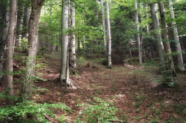Gorce 'da yaz mevsimi, yamaçta kayın ormanı, ağaç gövdeleriyle manzara.