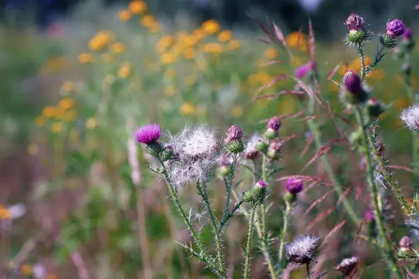 Juli Een Bloemenweide Gewone Distel Volle Bloei Wazige Achtergrond Bokeh — Stockfoto