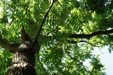 Ağustosta bahçede, güneşli bir yaz günü, Mançurya cevizinin meyveleri ve yaprakları gökyüzünün arka planında görülür.