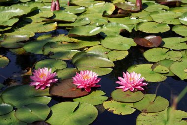 Ağustosta bahçede, büyük yeşil yaprakların arasında üç pembe su zambağı çiçeği.