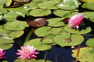 Ağustosta bahçede, pembe çiçeklerin arasında nilüfer yaprağı üzerinde bir kurbağa