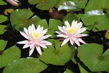 Ağustosta bahçede, nilüfer çiçekleri yeşil yapraklara karşı çiçek açıyor.