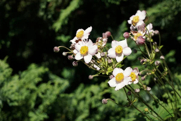 Agosto Jardim Botões Flores Anêmona Contra Fundo Verde Dia Verão — Fotografia de Stock