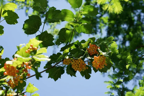 8月の庭では 晴れた夏の日 空の背景を背景に下から見た高齢者のバラの果物 — ストック写真