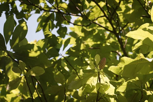 Sierpień Ogrodzie Owoce Magnolii Cieniu Liści Bokeh Rozmyte Tło — Zdjęcie stockowe