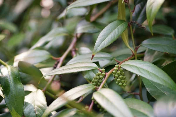 Augusti Trädgården Gren Med Frukter Höglandet Doghobble Bland Gröna Blad Royaltyfria Stockfoton