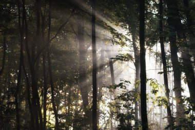 Ekim sabahı parkta, güneşli bir günün hafif sisli başlangıcı, genç ağaç gövdelerinin siluetleri güneşin doğuşu, güneş ışınları, orman manzarası