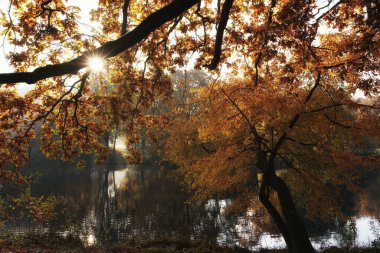 Ekim sabahı parkta, yosunlu meşe dalı arkadan aydınlatılmış, sonbahar ağacı yansımaları, gölet ve ağaç suyun üzerine eğilmiş.