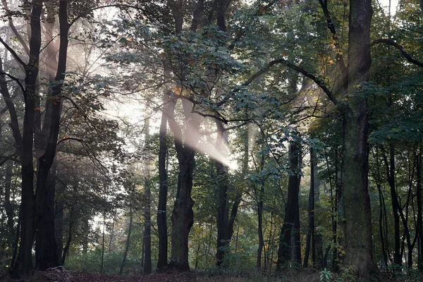 Outubro Manhã Parque Outono Nascer Sol Entre Árvores Raio Sol — Fotografia de Stock