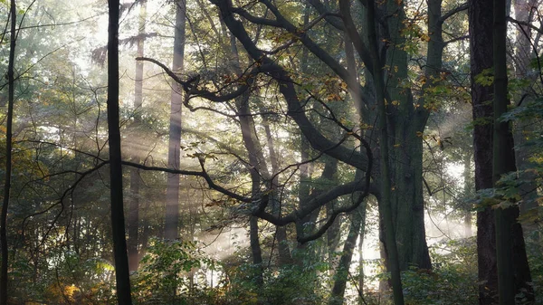 Ekim sabahı parkta, güneşli bir günün hafif sisli başlangıcı, eski bir kestane ağacının gövdesinin dışından parlayan güneş ışınları, orman manzarası.