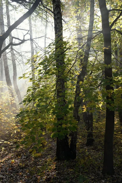 Ekim sabahı parkta, güneşli bir günün hafif sisli başlangıcı, yükselen güneş ışınları, renkli ağaçlar ve düşen yapraklar..