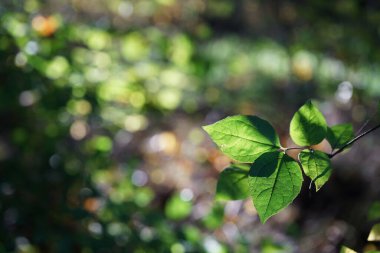 Ekim sabahı parkta, yaprakları arkadan aydınlatılmış, yakın plan ve bokeh