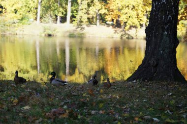 Ekim sabahı parkta, gölün kıyısındaki ördekler çimenlerin ve düşen yaprakların arasında, huş ağacının gövdesi altın suyun arka planında, sonbahar manzarası