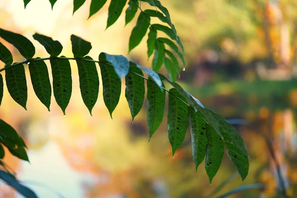 Oktoberochtend Het Park Herfstbladeren Bedekt Met Dauw Waterdruppels Wazige Achtergrond — Stockfoto