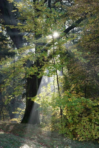 Ekim sabahı parkta, sonbahar yaprakları arasında parlayan güneş ışınları eski bir meşe ağacının arka planında, manzara
