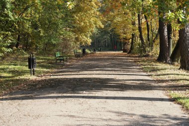 October morning in the park, colourful tree leaves, benches and recycling bins in the park alley, autumn landscape