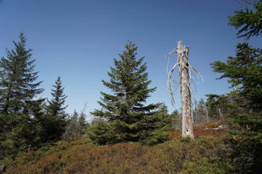Eylül ayında Jizera Dağları 'nda, turizm yolu, genç kozalaklı orman ve ekolojik bir felaketten sonra ölü ağaçlar, sonbahar manzarası