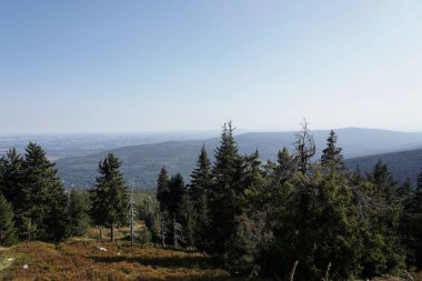 Eylül 'de Jizera Dağları' nda, tepenin üzerindeki çam ağaçları, ormanlık dağ manzarası, sonbahar manzarası.