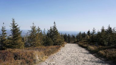 Eylül 'de Jizera Dağları' nda dağın yamacında yürüyüş yaparken çam ağaçları arasında sonbahar manzarası dağın zirvesinde.