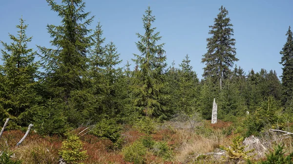 Setembro Izera Montanhas Tronco Uma Árvore Morta Entre Arbustos Baga — Fotografia de Stock