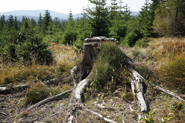 Eylül 'de İzera Dağları' nda, böğürtlen çalıları arasında ölü bir ağacın gövdesi ve genç çam ağaçları arasında, sonbahar manzarası ve arka planda dağlar.